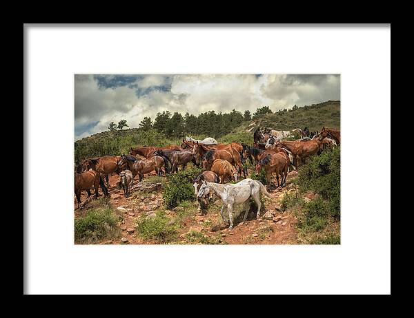 Horses Framed Print featuring the photograph The Herd by Ryan Courson