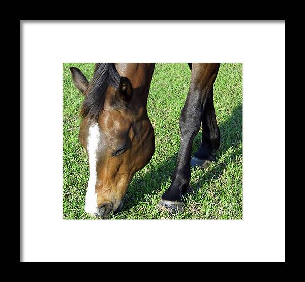 Horse Framed Print featuring the photograph The Horse Nibble by D Hackett