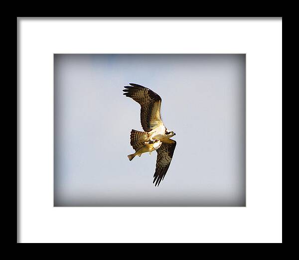 Osprey Framed Print featuring the photograph The Hunt by Amanda Vouglas