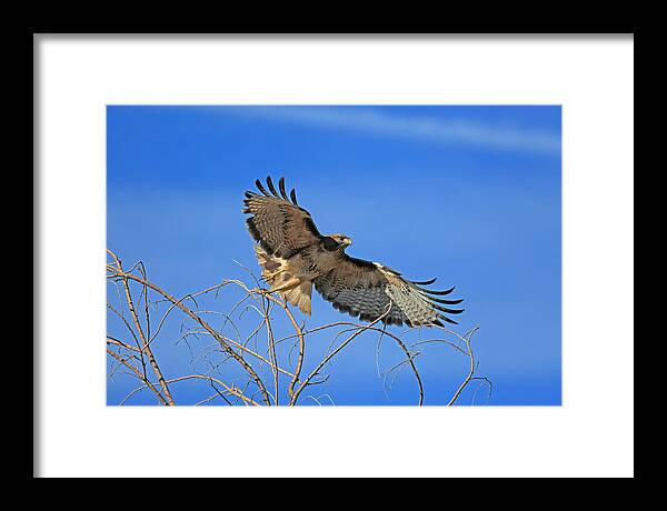 Red Tail Hawk Framed Print featuring the photograph The Hunt by Donna Kennedy
