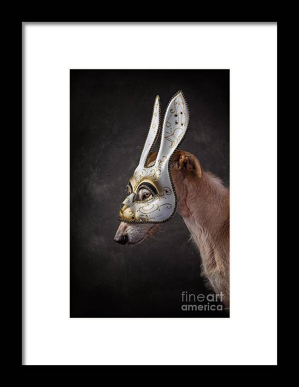 Dog Framed Print featuring the photograph Dog wearing Rabbit Mask by Travis Patenaude