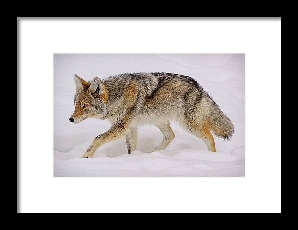 Coyote Framed Print featuring the photograph The Hunter by Greg Norrell