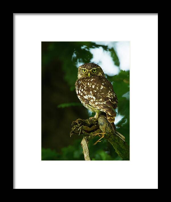 Littleowl Framed Print featuring the photograph The Hunter by Paul Scoullar