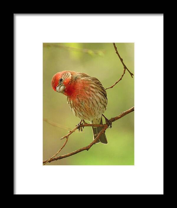 Finches Framed Print featuring the photograph The Inquisitive Finch by Lori Frisch