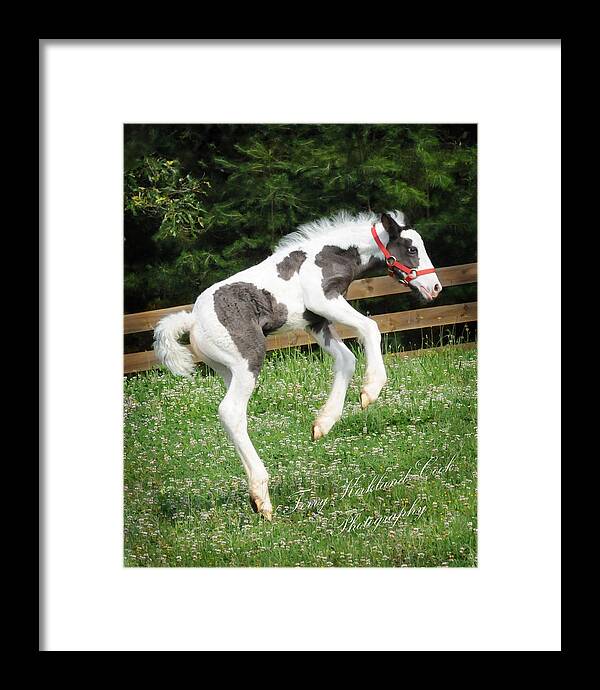 Horse Framed Print featuring the photograph The Joys of New Life by Terry Kirkland Cook