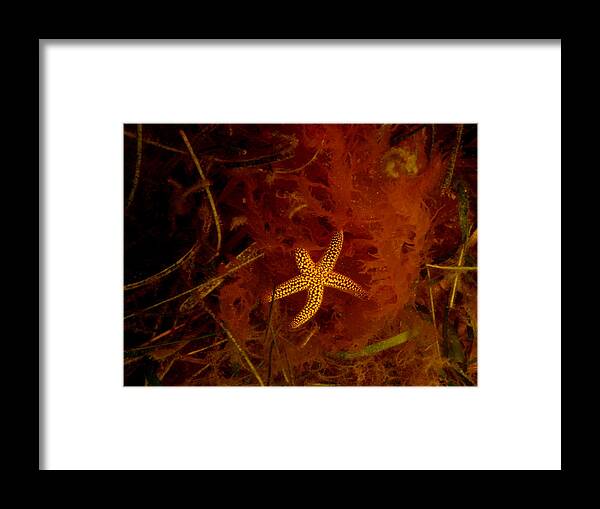 Master Framed Print featuring the photograph The Kelp Master by Debbie May