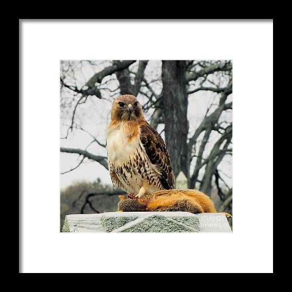Hawk Framed Print featuring the photograph The Kill by September Stone