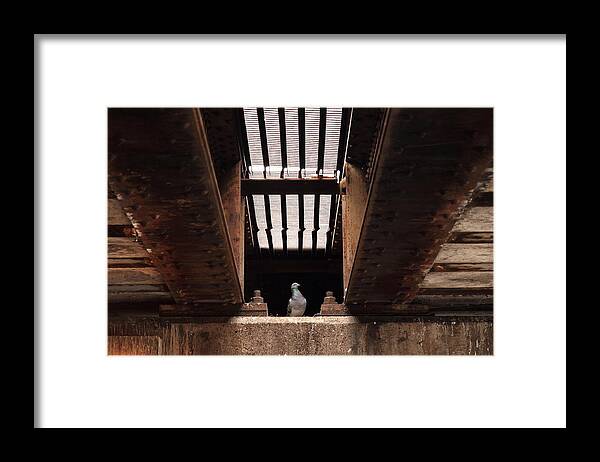Bird Framed Print featuring the photograph The King Of Under Here by Kreddible Trout