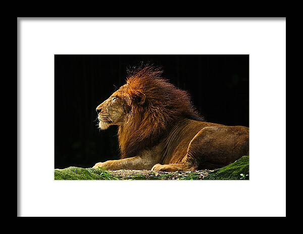 Lion Framed Print featuring the photograph The King by Peter Kennett