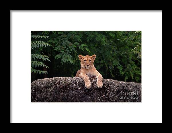 Michelle Meenawong Framed Print featuring the photograph The King's Son by Michelle Meenawong