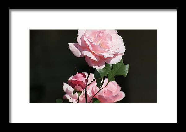 Butterfly Framed Print featuring the photograph The Lady in Pink by Maria Wall