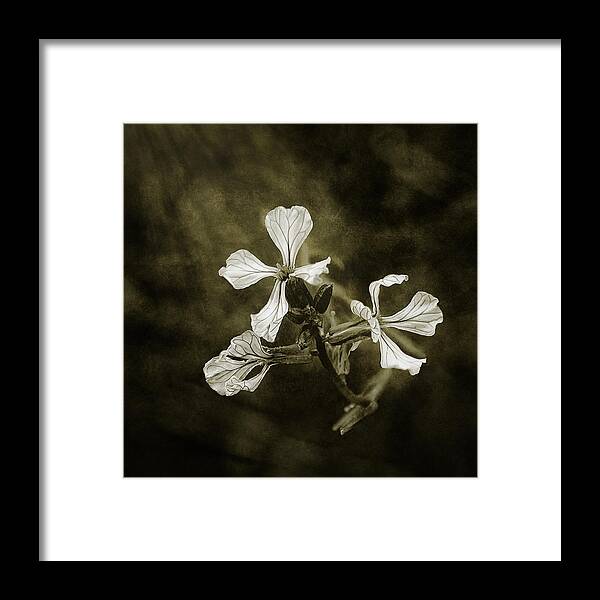 Scott Norris Photography Framed Print featuring the photograph The Last Flowers of Autumn by Scott Norris
