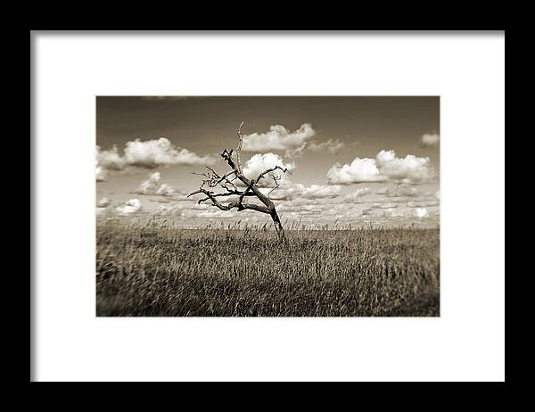 Tree Framed Print featuring the photograph The Last One Standing - sepia by Scott Pellegrin