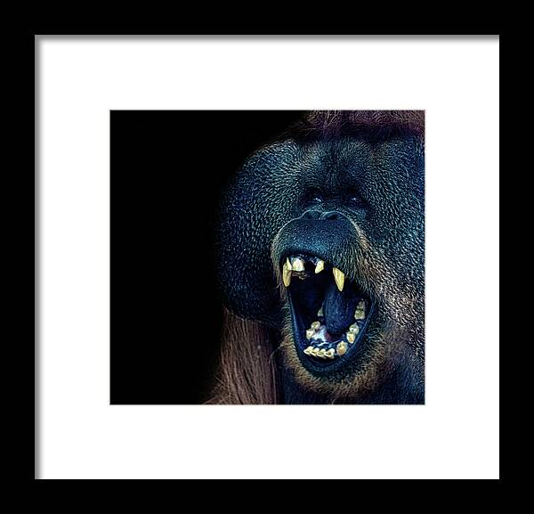 Orangutan Framed Print featuring the photograph The Laughing Orangutan by Martin Newman