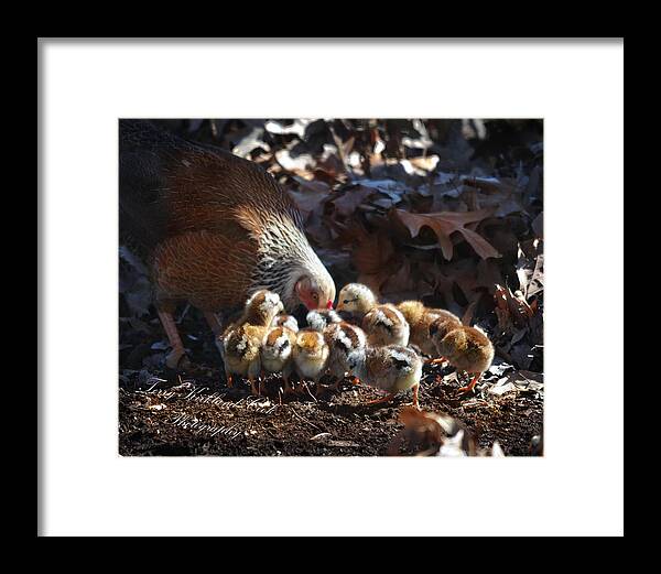 Hen Framed Print featuring the photograph The Lesson by Terry Kirkland Cook