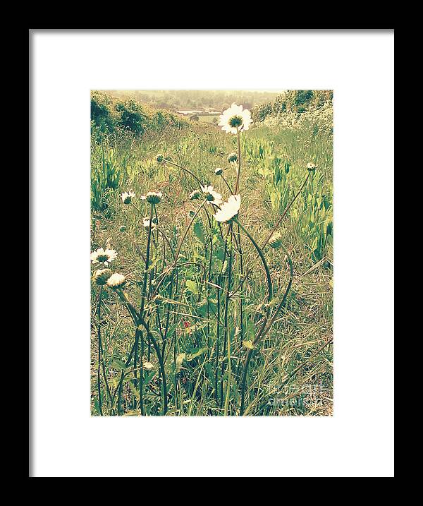 Daisies Framed Print featuring the photograph The Life of Daisies by Rebecca Harman