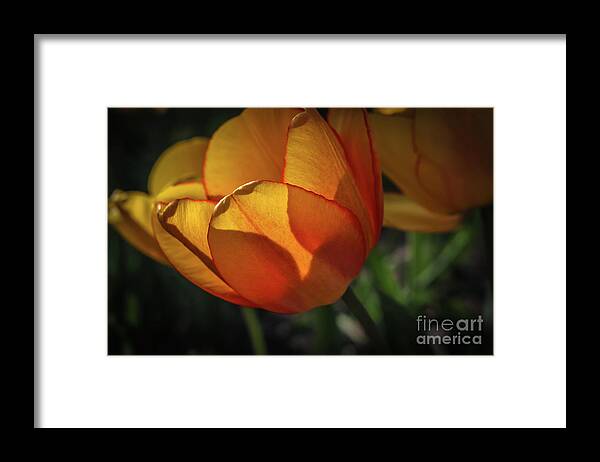 Spring Floral Framed Print featuring the photograph The light inside by Claudia M Photography