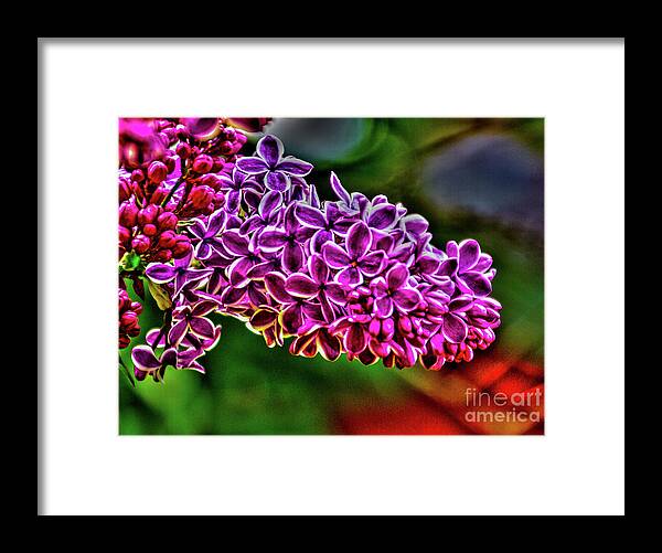 Lilac Framed Print featuring the photograph The Lilac by William Norton