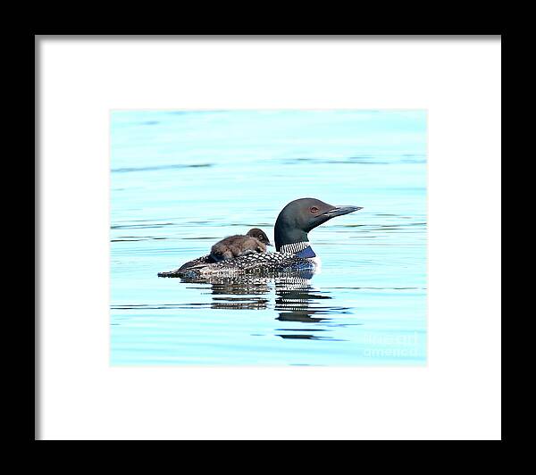 Loon Framed Print featuring the photograph The little hitchhiker by Heather King