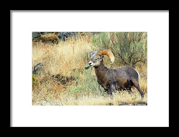 Oregon Framed Print featuring the photograph The Loner II by Steve Warnstaff