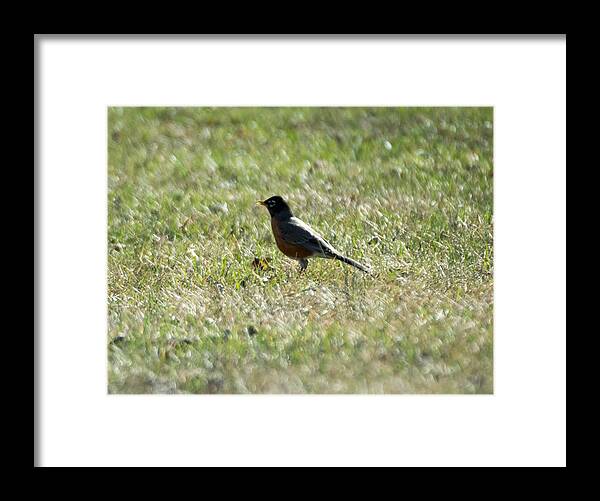 American Robin Framed Print featuring the photograph The Lone Robin by Holden The Moment