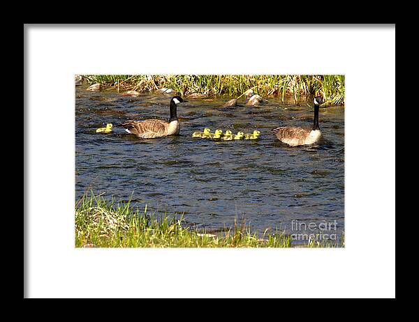 Canadian Goose Framed Print featuring the photograph The Lone Straggler by Adam Jewell