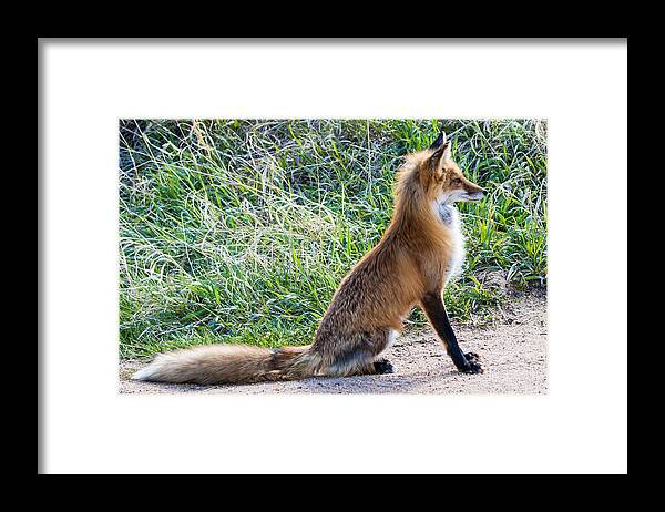 Red Fox Framed Print featuring the photograph The Lookout by Mindy Musick King