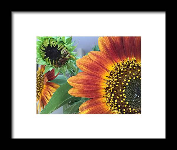 Sunflower Framed Print featuring the photograph The Magic Sunflower Pollen by Dorothy Maier