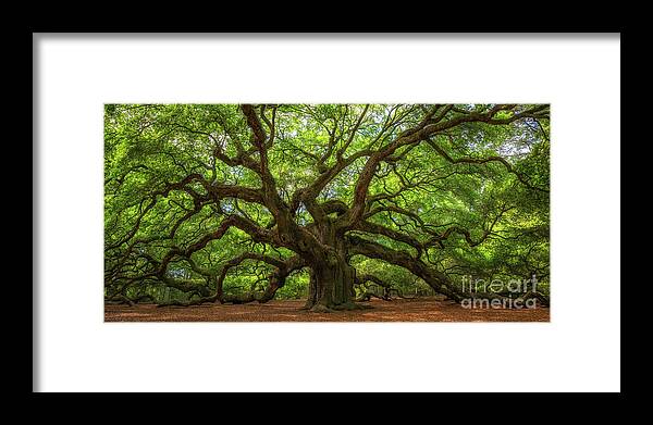 Angel Oak Tree Framed Print featuring the photograph The Magical Angel Oak Tree Panorama by Michael Ver Sprill