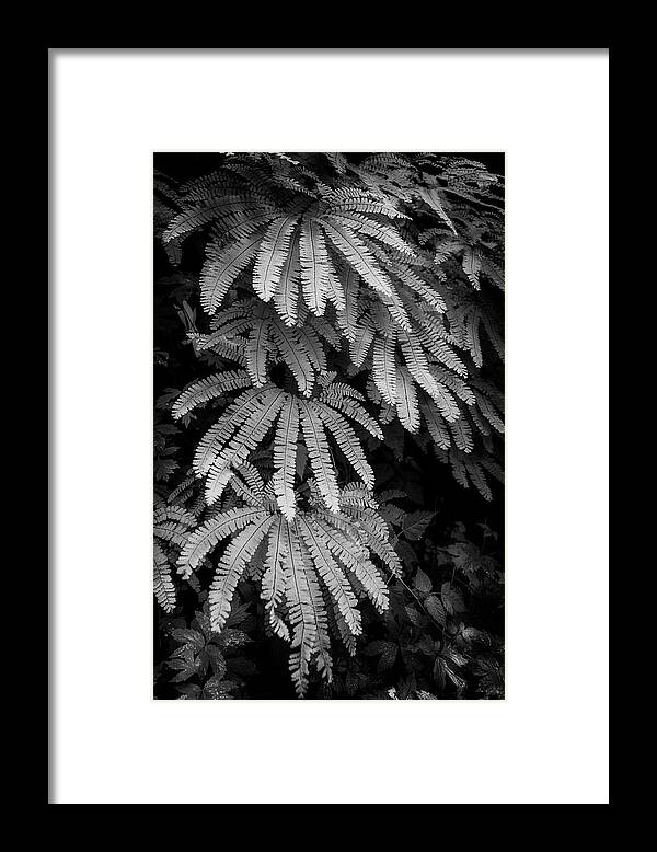Fern Framed Print featuring the photograph The Maiden's Hair by Jon Ares