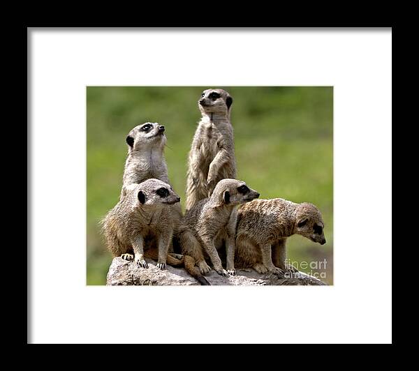 Animal Framed Print featuring the photograph The Management by Stephen Melia