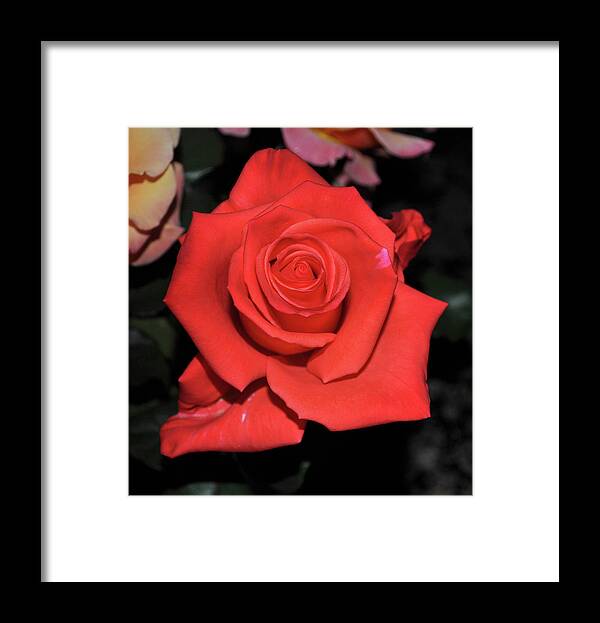 Love Framed Print featuring the photograph The Meaning Of A Red Rose by Jay Milo