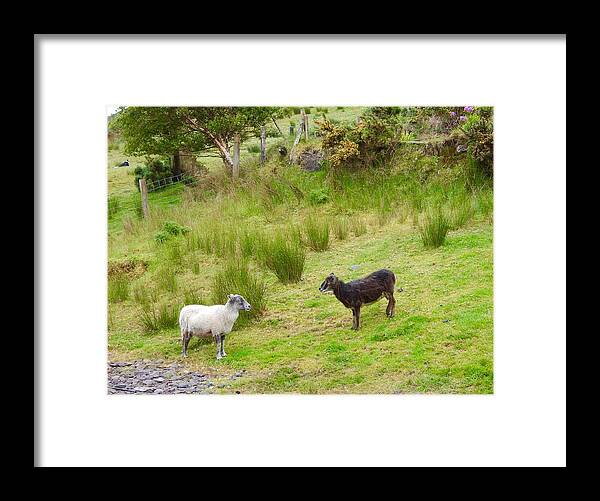 Sheep Framed Print featuring the photograph The sheep meeting by Sue Morris