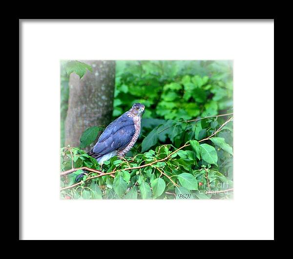 Bird Framed Print featuring the photograph The Merlin Falcon by Barbara S Nickerson