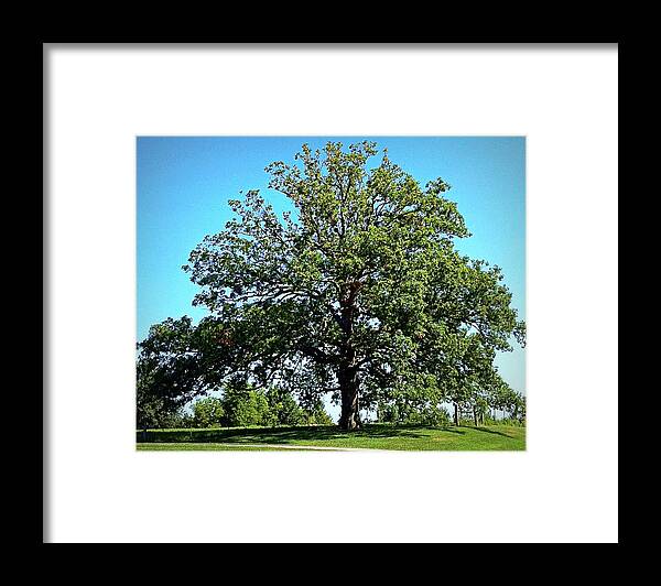 Tree Framed Print featuring the photograph The Mighty Oak in Summer by Cricket Hackmann