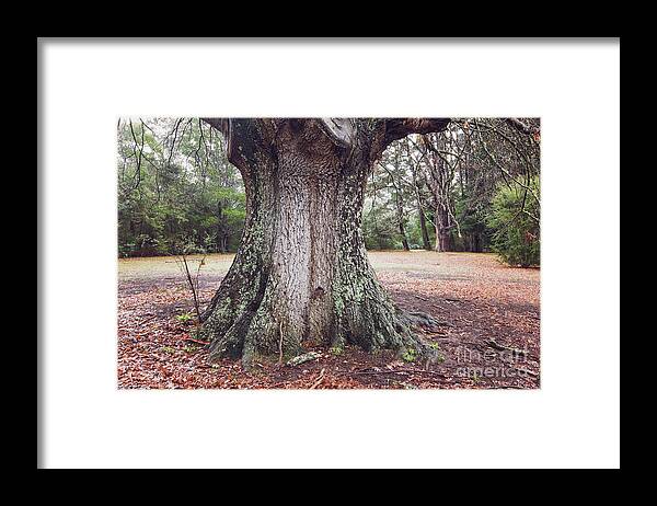 Oak Framed Print featuring the photograph The Mighty Oak by Linda Lees