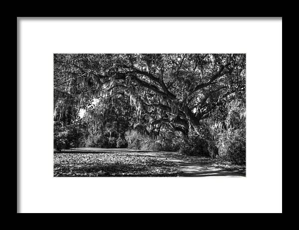 Beauty Framed Print featuring the photograph The Mighty Oaks 1 bw by Dimitry Papkov