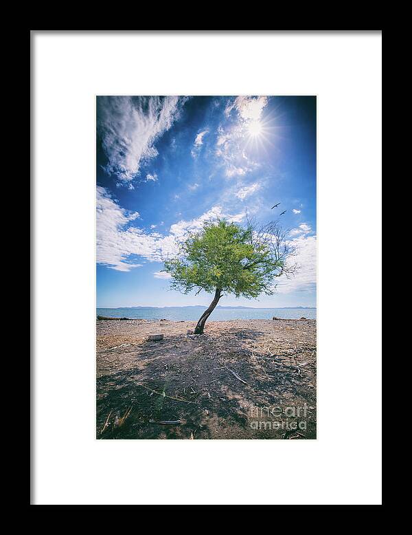 Tree Framed Print featuring the photograph The Mirage by Becqi Sherman