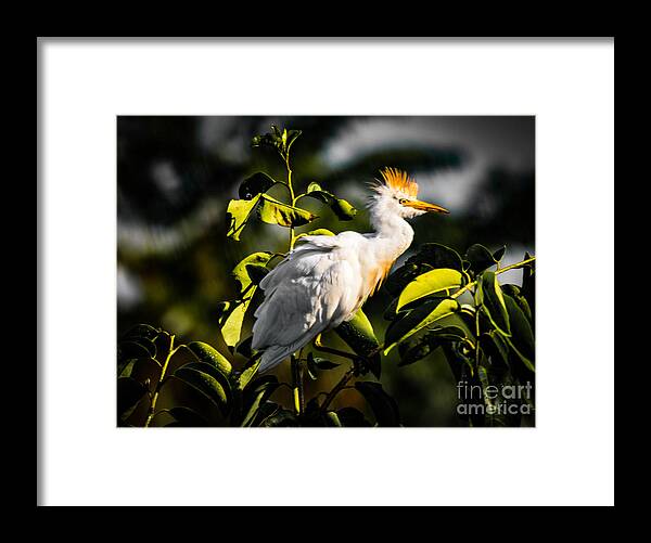 Bird Framed Print featuring the photograph The Mohawk Bird by George Kenhan