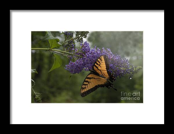 Tiger Swallowtail Framed Print featuring the photograph Tiger Swallowtail butterfly by Dan Friend