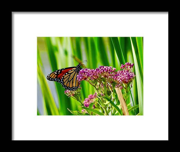 Monarch Framed Print featuring the photograph The Monarch Visits the Peasants by Shawn M Greener