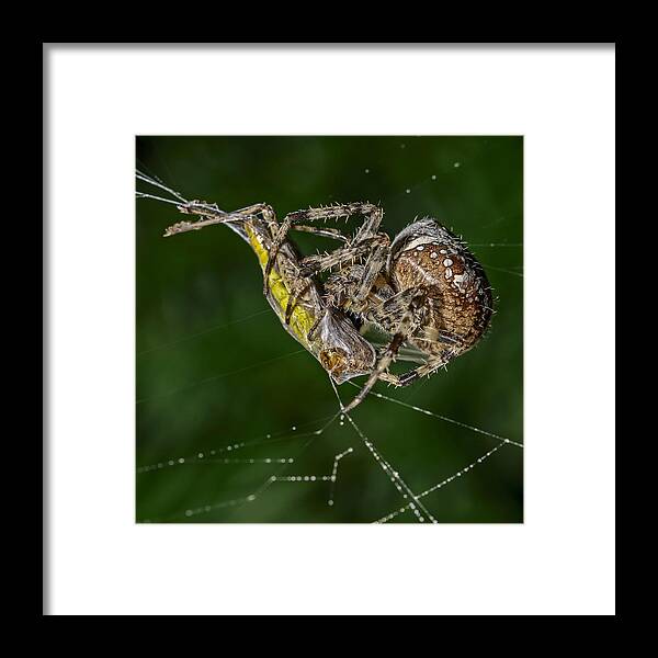 Spider Framed Print featuring the photograph The Monsters Big Booty by Michael Kopf