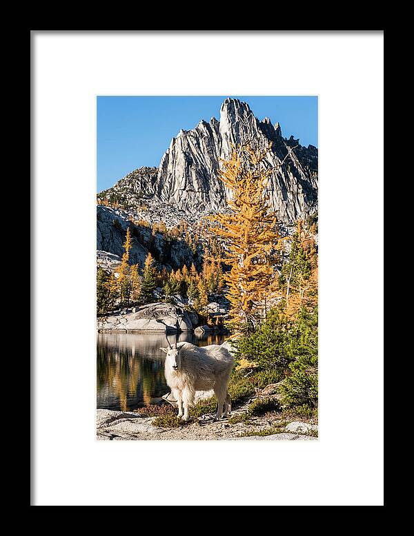 Enchantments Framed Print featuring the digital art The mountain goat in the Enchantments by Michael Lee