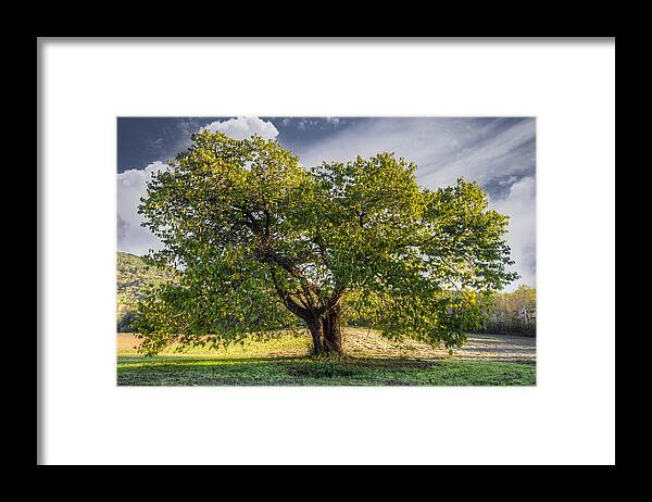 Appalachia Framed Print featuring the photograph The Mulberry Tree by Debra and Dave Vanderlaan
