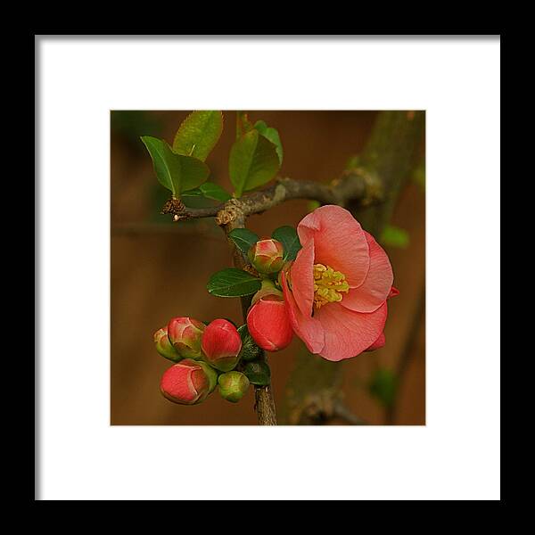 Blossom Framed Print featuring the photograph The New Beginning by Nicola Fiscarelli
