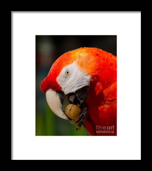 Nut Framed Print featuring the photograph The Nut Cracker by Nick Boren
