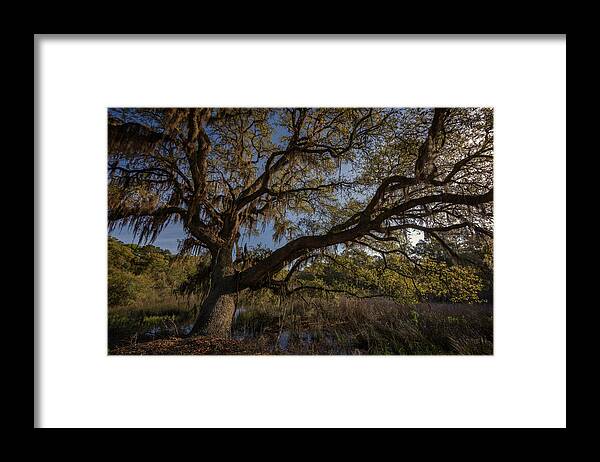 Oak Tree Framed Print featuring the photograph The Oak by the Side of the Road by Rick Berk