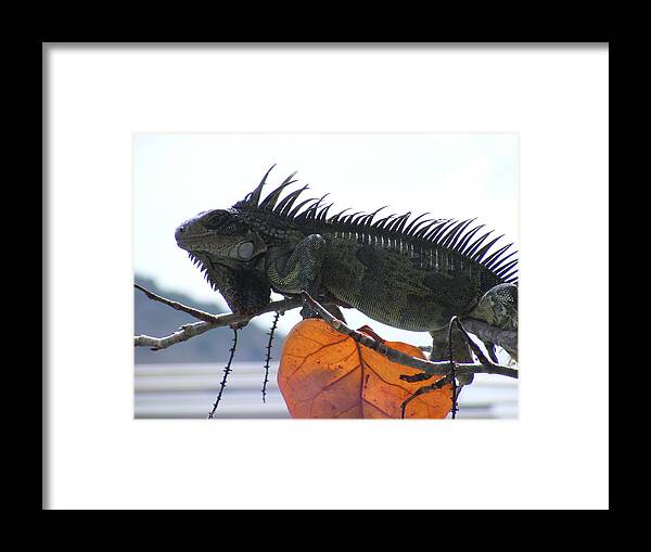 Iguana Framed Print featuring the photograph The Official Virgin Islands Greeter by Elena Tudor