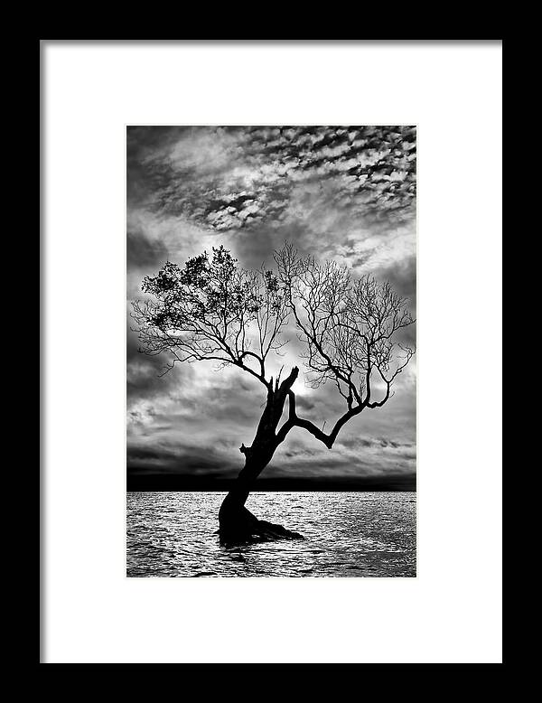 2015 Framed Print featuring the photograph The Old Mangrove tree in the Sea by Robert Charity