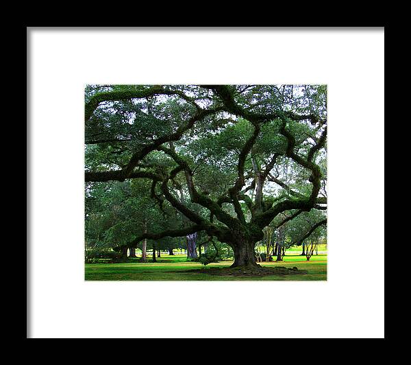 Oak Alley Framed Print featuring the photograph The Old Oak by Perry Webster